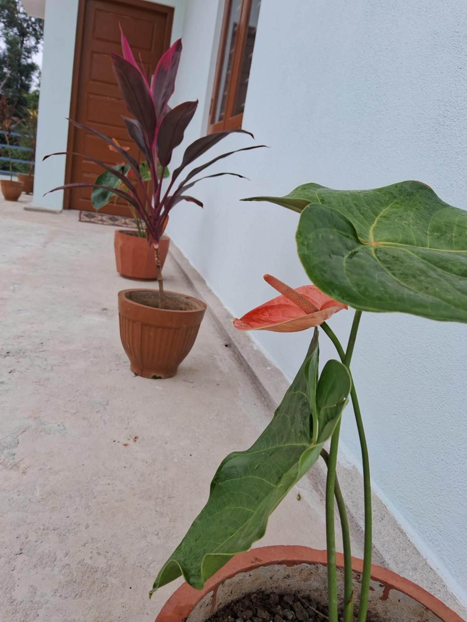 Coorg Teakwood Treasure Homestay Madikeri Exterior foto